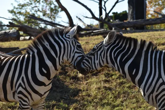 LunarSlots Kasino Tuki